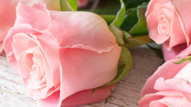 Photo of Революционные технологии в уходе за кожей