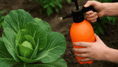 Photo of Эффективные средства от сухости