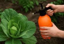 Photo of Эффективные средства от угрей