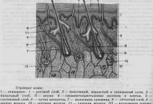 Photo of Гидрофилинг кожи