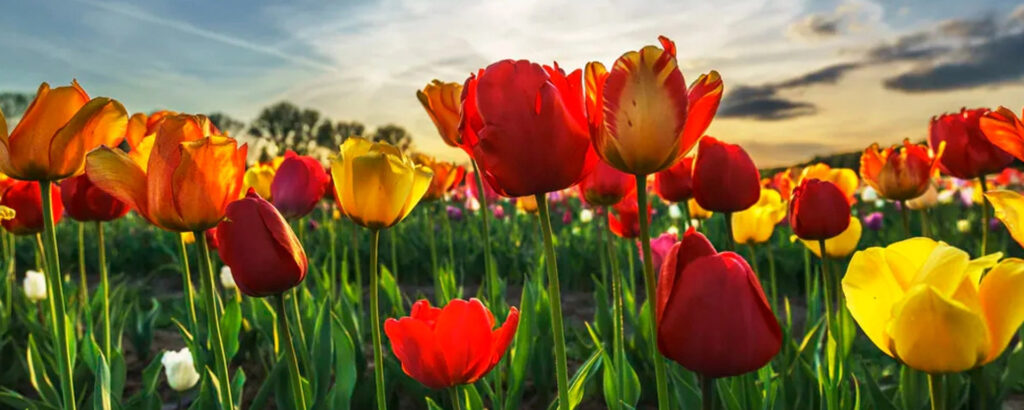 Фото 37 — Секреты красоты: мезотерапия