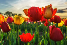 Photo of Секреты красоты: мезотерапия