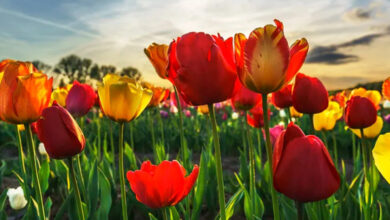 Photo of Секреты красоты: мезотерапия